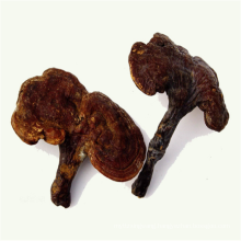 Bulk original ganoderma lucidum extract reishi mushroom
